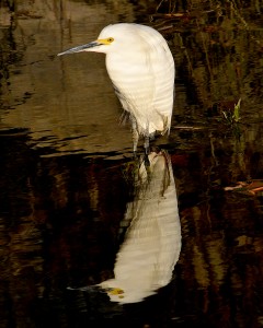 Snowy egret, Shoal Creek near Cirrus Logic, Austin, Texas by Ted Lee Eubanks