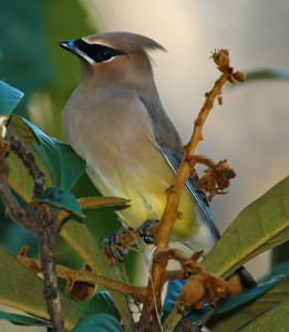 Cedar waxwing, Shoal Creek, Texas by Ted Lee Eubanks