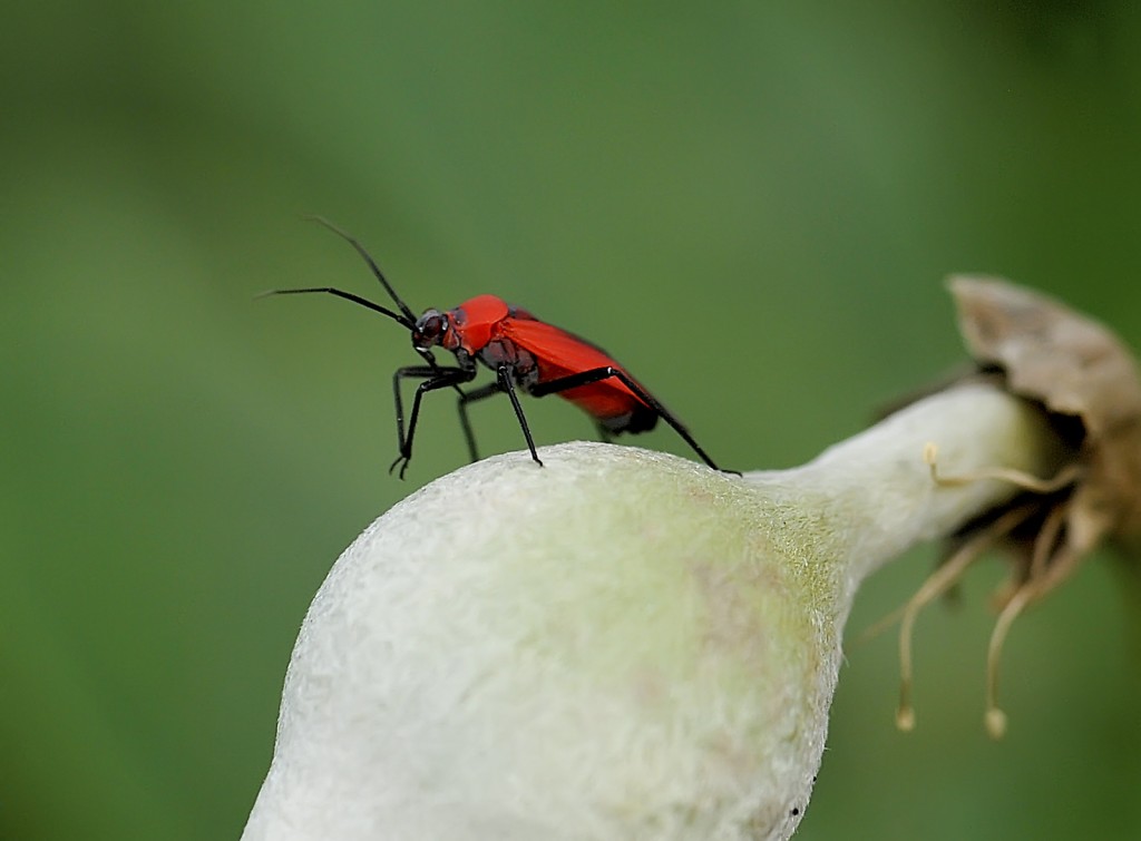 Mountain laurel beetle, Lopidae major, Shoal Creek, Texas by Ted Lee Eubanks