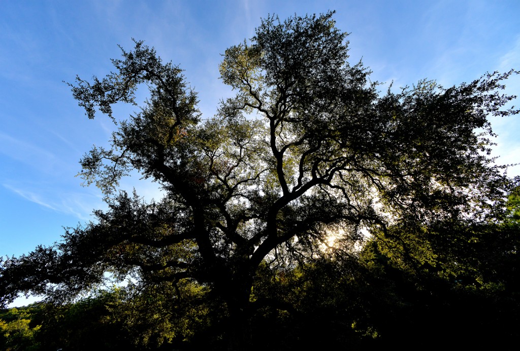 Custer's Oak, Shoal Creek, Texas by Ted Lee Eubanks