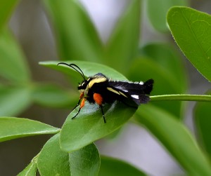 Eight-spotted forester, Shoal Creek, Texas by Ted Lee Eubanks