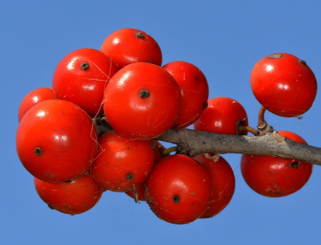 Possumhaw fruit, Pease Park, Shoal Creek, Texas by Ted Lee Eubanks