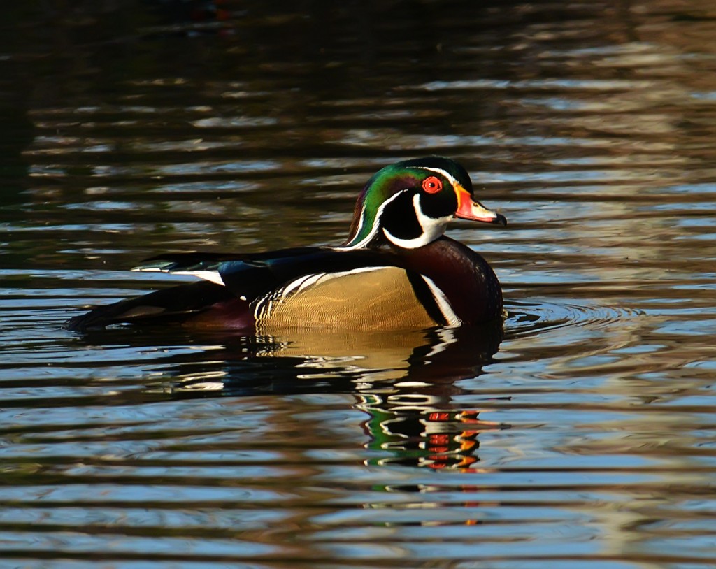 Drake wood duck, Shoal Creek, Texas by Ted Lee Eubanks
