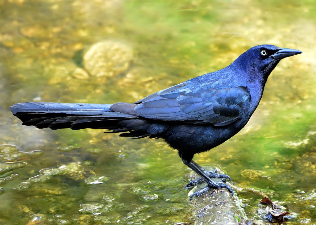 Great-tailed grackle, Shoal Creek, Texas, by Ted Lee Eubanks