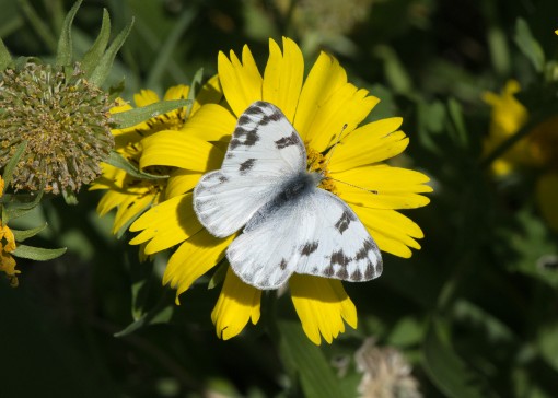 Checkered white (Pontia protodice)