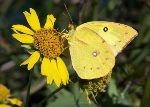 Southern dogface (Colias cesonia) by Ted Lee Eubanks