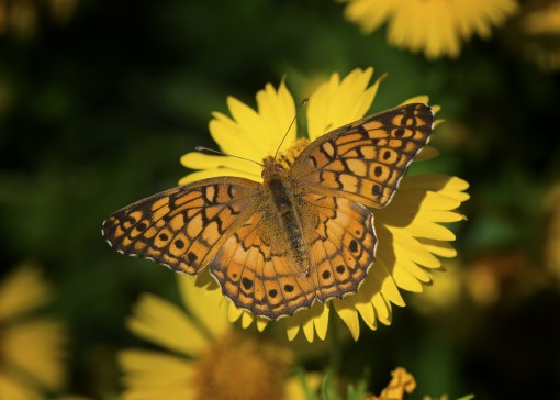 Variegated fritillary (Euptoieta claudia) by Ted Lee Eubanks