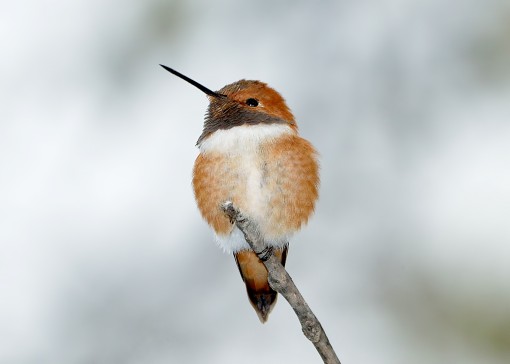 Rufous Hummingbird (Selaspohorus rufa), Shoal Creek, Austin, Texas, 7 Dec 2013, by Ted Lee Eubanks