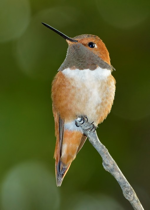 Rufous Hummingbird (Selasphorus rufous), Shoal Creek, Austin, Texas, by Ted Lee Eubanks