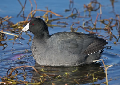 American coot, Lady Bird Lake, Austin, Texas, by Ted Lee Eubanks