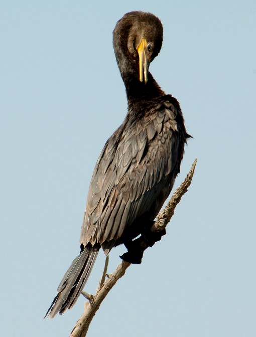Neotropic cormorant by Ted Lee Eubanks