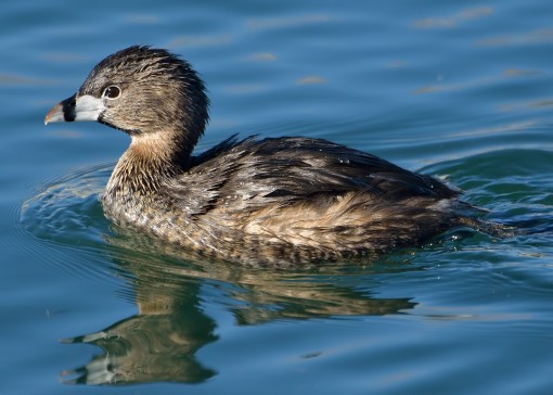 Pied-billed grebe, Lady Bird Lake, Austin, Texas, by Ted Lee Eubanks
