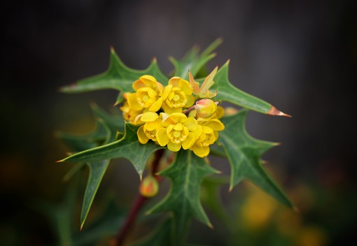 Agarito (Berberis or Mahonia trifoliolata), Shoal Creek, Texas, by Ted Lee Eubanks