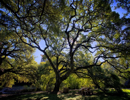 Seiders' Oaks, Shoal Creek, Austin, Texas by Ted Lee Eubanks