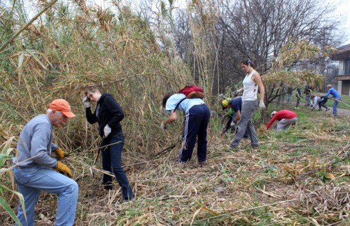 Removing Invasive Giant Reed on It's My Park Day Photo by Angie Steding