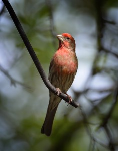 House finch (Carpodacus mexicanus), Shoal Creek, Austin, Texas, by Ted Lee Eubanks