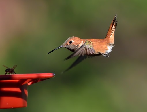 Rufous hummingbird, Shoal Creek, Austin, Texas, by Ted Lee Eubanks
