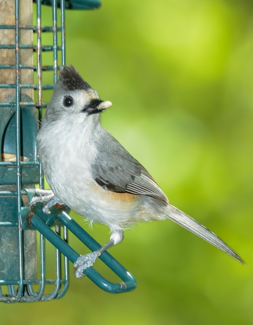 Hybrid tufted X black-crested titmouse, Shoal Creek, Austin, Texas, by Ted Lee Eubanks. The hybrid is the only titmouse seen in central Austin, such as along Shoal Creek.