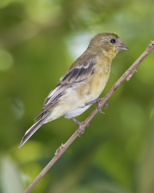 Female lesser goldfinch (Carduelis psaltria), Shoal Creek, Austin, Texas, by Ted Lee Eubanks