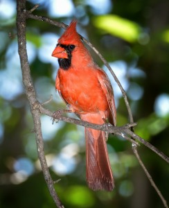 Northern cardinal (Cardinalis cardinalis), Shoal Creek, Austin, Texas, by Ted Lee Eubanks