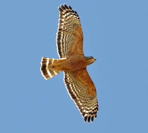 Red-shouldered hawk Buteo lineatus), Shoal Creek, Austin, Texas, by Ted Lee Eubanks