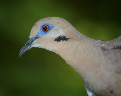 White-winged dove (Zenaida asiatica), Shoal Creek, Austin, Texas, by Ted Lee Eubanks