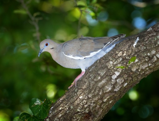 White-winged dove (Zenaida asiatica), Shoal Creek, Austin, Texas, by Ted Lee Eubanks