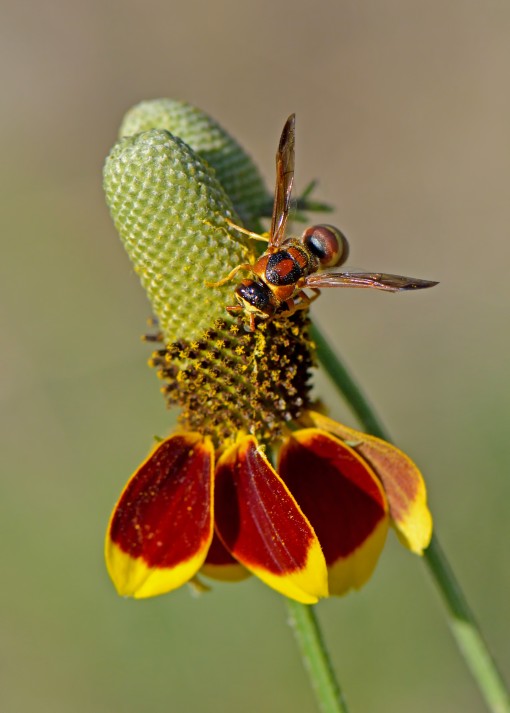 Native bee on Mexican hat, Pease Park, Shoal Creek, Austin, Texas, by Ted Lee Eubanks