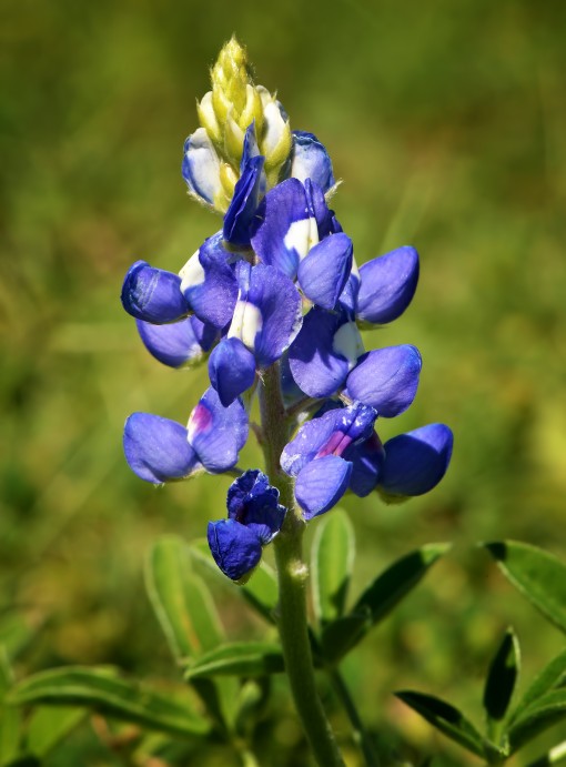 Texas bluebonnet (Lupinus texensis), Shoal Creek, Austin, Texas, by Ted Lee Eubankis