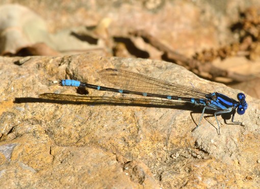 Blue-riged dancer (Argia sedula), Shoal Creek, Austin, Texas, by Ted Lee Eubanks
