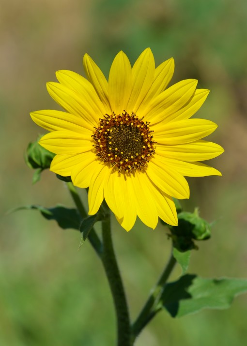 Common sunflower (Helianthus annuus), Lake Fail, Shoal Creek, Austin, Texas, by Ted Lee Eubanks