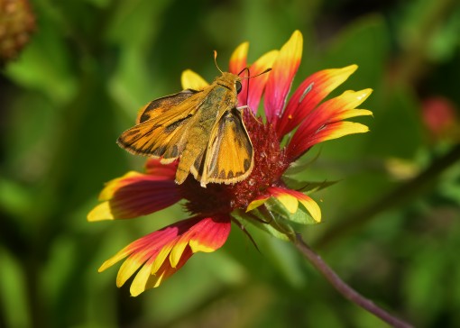 Fiery skipper (Hylephila phyleus), Northwest Park, Shoal Creek, Austin, Texas, by Ted Lee Eubanks