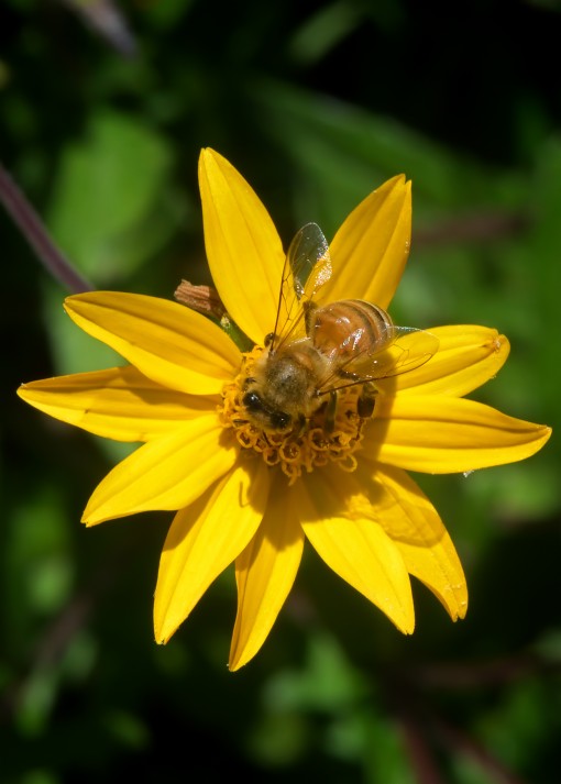 Honey bee feeding on flower, Shoal Creek, Austin, Texas, by Ted Lee Eubanks