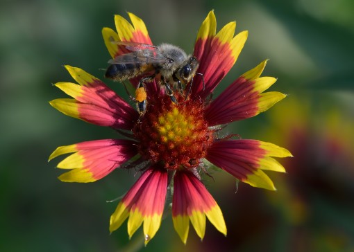Honey bee on gaillardia, Pease Park, Shoal Creek, Austin, Texas, by Ted Lee Eubanks