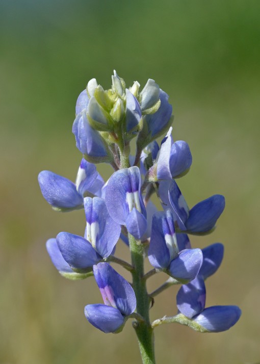 Bluebonnet (Lupinus texensis) light variety, Lake Fail, Shoal Creek, Austin, Texas, by Ted Lee Eubanks