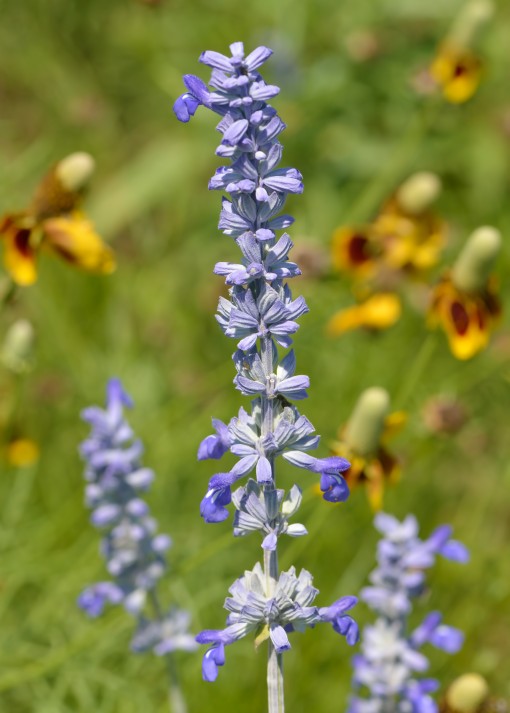 Mealy blue sage (Salvia farinacea), Lake Fail, Shoal Creek, Austin, Texas, by Ted Lee Eubanks