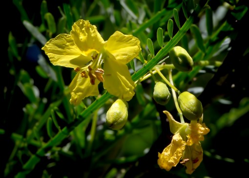 Retama (Parkinsonia aculeata), Northwest Park, Shoal Creek, Austin, Texas, by Ted Lee Eubanks