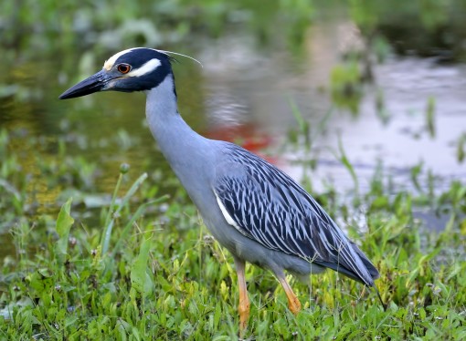 Yellow-crowned night-heron on the prowl, Duncan Park, Shoal Creek, Austin, Texas, by Ted Lee Eubanks 