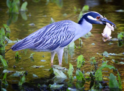 Yellow-crowned night-heron with gulf coast toad, Duncan Park, Shoal Creek, Austin, Texas, by Ted Lee Eubanks