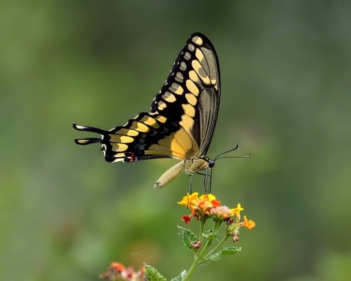 Giant swallowtail (Papilio cresphontes), feeding on Texas lantana (Lantana horrida), Austin, Texas, by Ted Lee Eubanks
