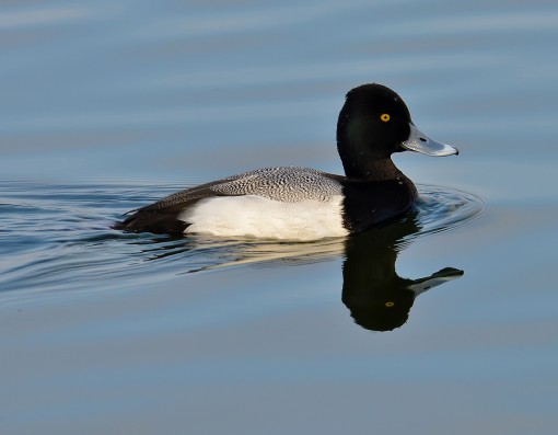 Lesser scaup (Aythya affinis), Austin, Texas, by Ted Lee Eubanks
