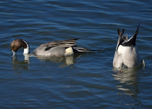 Northern pintail (Anas acuta), Austin, Texas, by Ted Lee Eubanks.