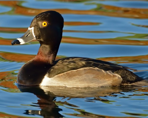 Ring-necked duck (Aythya collaris), Austin, Texas, by Ted Lee Eubanks