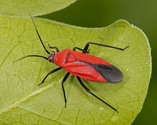 Mountain laurel bug (Lopidea major)