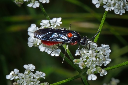 Poison ivy sawfly (Arge humeralis)