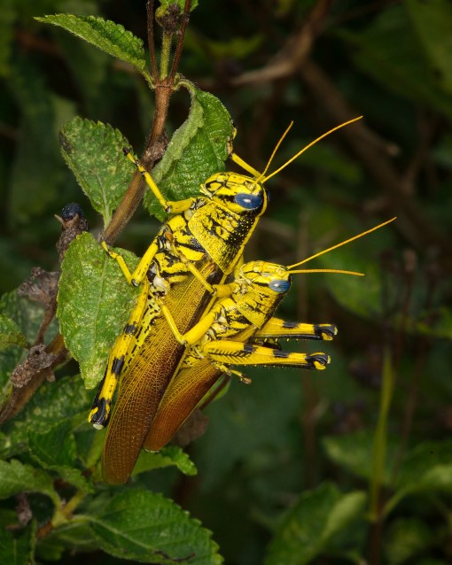 Spotted bird grasshopper (Schistocerca lineata)