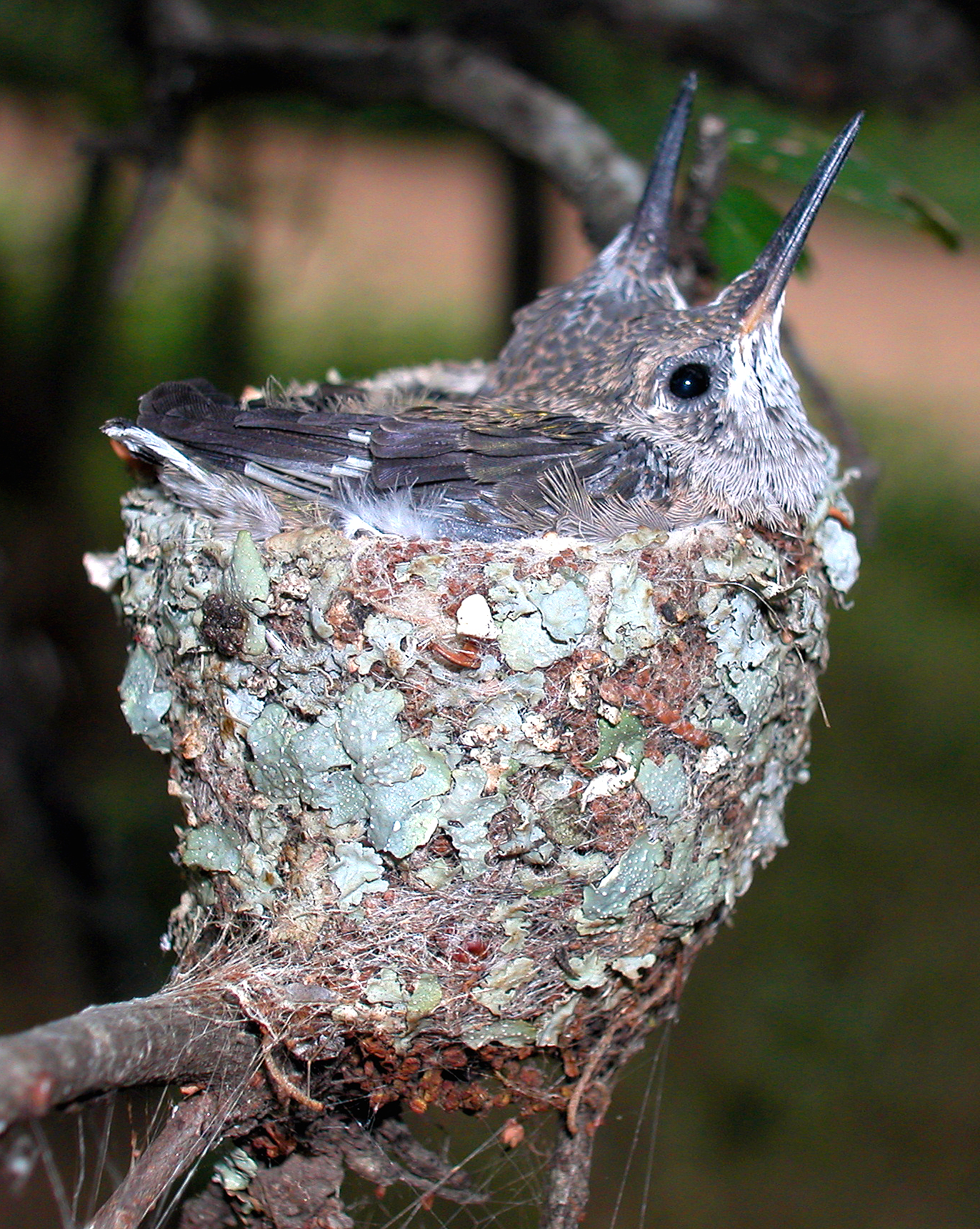 black chinned hummingbird nest shoal creek conservancy black chinned hummingbird nest shoal creek conservancy