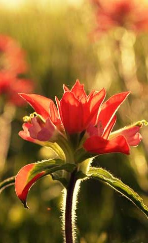 Indian Paint Brush/Andrew Sobchak