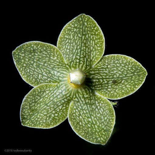 Pearl milkweed vine (Matelea reticulata) by Ted Lee Eubanks